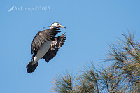 pied cormorant 3323