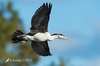 pied cormorant 3875