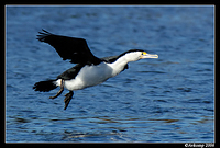 pied cormorant 4