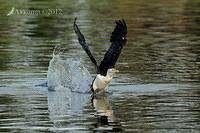 pied cormorant 4915