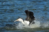 pied cormorant 5466