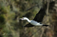 pied cormorant 5669