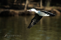 pied cormorant 5680