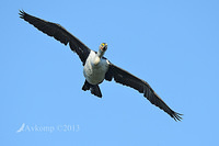 pied cormorant 5689