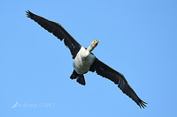 pied cormorant 5690