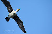 pied cormorant 5692