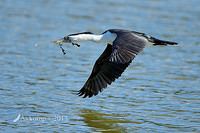 pied cormorant 6016