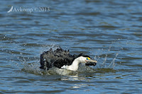 pied cormorant 6019