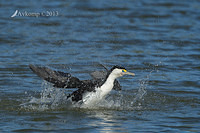 pied cormorant 6022