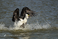 pied cormorant 6604