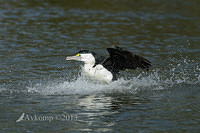 pied cormorant 6748