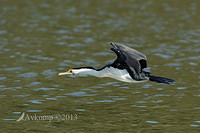 pied cormorant 6752