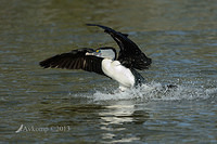 pied cormorant 6755