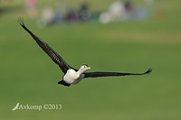 pied cormorant 6927