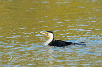 pied cormorant 7018