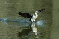 pied cormorant 7514