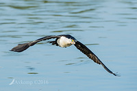 pied cormorant 7520