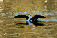 pied cormorant 7922