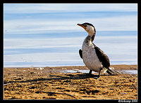 pied cormorant 8