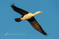 pied cormorant 8116