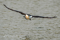 pied cormorant 8876