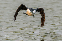 pied cormorant 8877