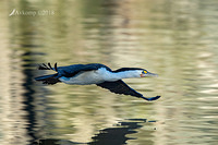 pied cormorant0030