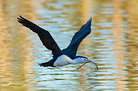 pied cormorant0036