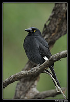 pied currawong 0320