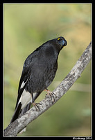 pied currawong 6390