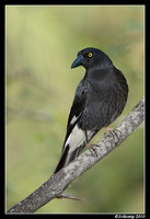 pied currawong 6391