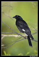 pied currawong 6398