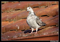 pigeon 23