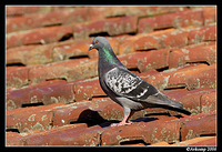 pigeon 8