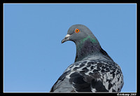 pigeon tests 5718