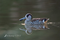 pink eared duck 2337