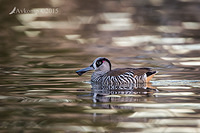 pink eared duck 2369