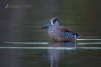 pink eared duck 2424