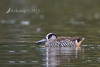 pink eared duck 2660