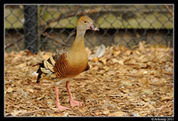 plumed whistling duck 0074