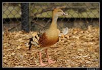 plumed whistling duck 0075