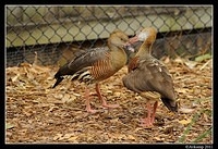 plumed whistling duck 0076