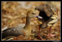 plumed whistling duck 0085