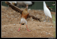 plumed whistling duck 1583