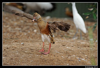 plumed whistling duck 1584