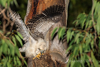 powerful owl 10614