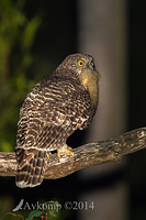 powerful owl 17149