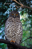 powerful owl 1796