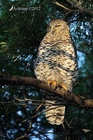 powerful owl 1819