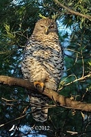 powerful owl 1838